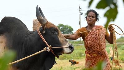 Meet Madurai’s women jallikattu bull rearers