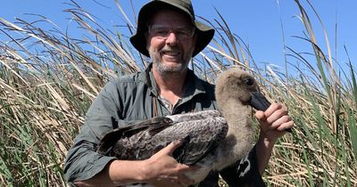 'It's in the blood': monitoring birds in Hexham Swamp, as rare stork flies