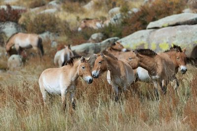 Mongolia dragged its wild horses back from extinction – can it save the rest of its wildlife?