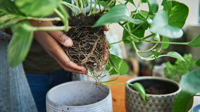 How often should you repot houseplants? Experts reveal the signs to look out for