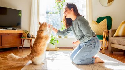 Trainer shares the basics of cat training — and it's easier than you might think!