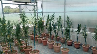 Jammu CSIR lab finds cannabis plant compound has antibiotic effects | Explained