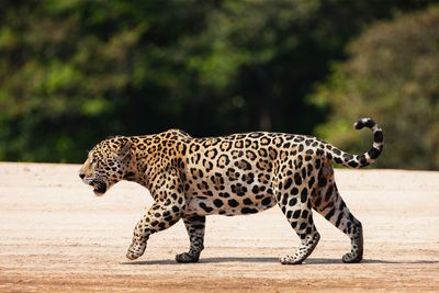 Rare wild jaguar found in Arizona