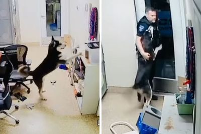 Police Makes “The Cutest Arrest Ever” After Dog Escapes Shelter And Tries To Free His Friends