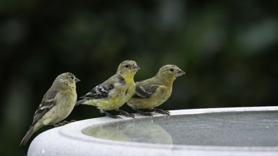 How to clean a bird bath – and why it's essential to keep on top of this simple task