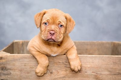 30 Most Popular Dog Names You'll Love 2024: Ultimate Guide To Make Your Pooch Stand Out