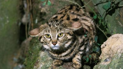 Adorable but deadly little wildcat may be inbreeding at 'alarming' rates, study finds