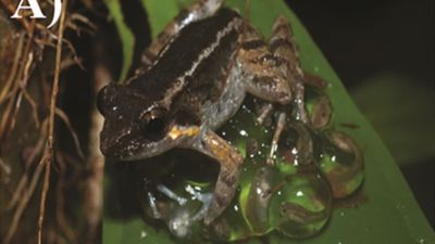 World's tiniest fanged frog with males that 'hug' their babies discovered