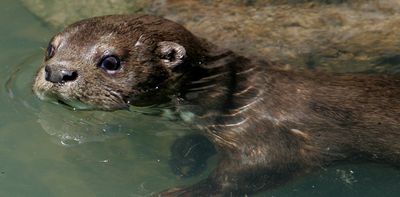 Otters, beavers and other semiaquatic mammals keep clean underwater, thanks to their flexible fur