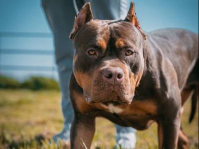 XL bully dogs to be banned in Scotland after owners cross border to beat new rules