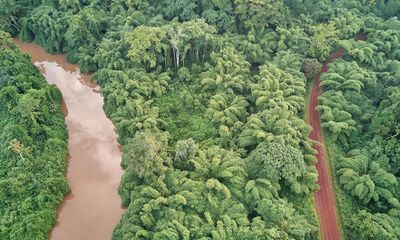 Pattern found in world’s rainforests where 2% of species make up 50% of trees