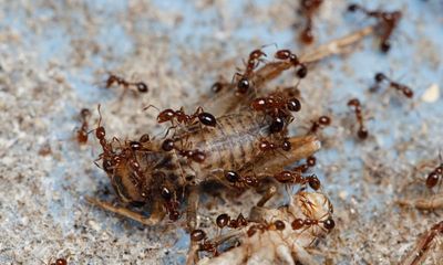 Fire ant outbreak in NSW contained but helicopter baiting continues