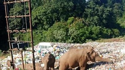 Dumping yard poses threat to wild elephants in Munnar