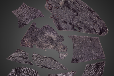 Study describes oldest known evidence of fossilised skin