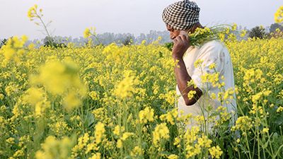 Supreme Court questions Centre on GM mustard