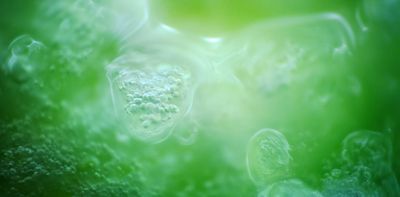 How much life has ever existed on Earth?