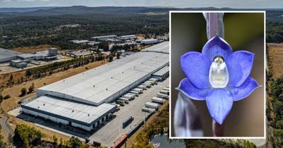 $67m supermarket expansion blocked after discovery of endangered flower