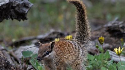 Endangered numbats feel the heat of climate change