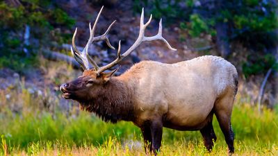Smart elk herds careless tourist into his own personal pen at Yellowstone