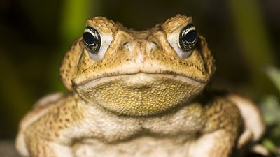 Annual cane toad kill-a-thon is about to start in Australia. Here's how to eliminate the pests humanely.