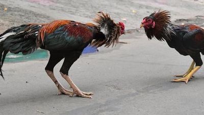 Cockfighting | Feathers and fortunes at stake during Andhra Pradesh’s Sankranthi festival