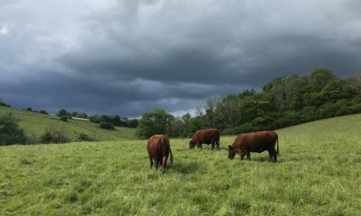 Country diary: Winter on the farm isn’t meant to be like this