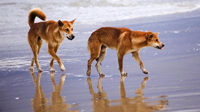 Child bitten in latest dingo attack at popular island