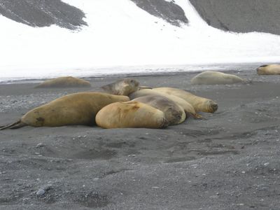 Bird Flu Causes Mass Deaths In Fur And Elephant Seal Populations Near Antarctica