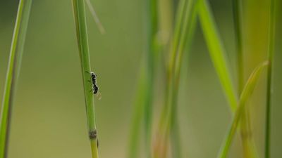 How to get rid of ants on lawns – an expert hails the ‘safest effective natural solution’ to the problem