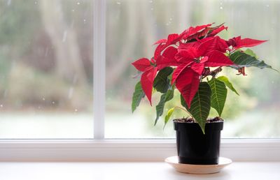 4 Genius Ways to Re-Use Your Poinsettia — and Give it a New Life After Christmas