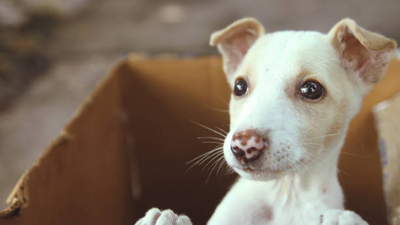 Why it is important to have pet festivals