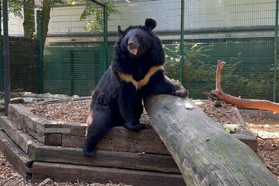 Black bear with PTSD only survivor of Russian onslaught on Ukraine zoo