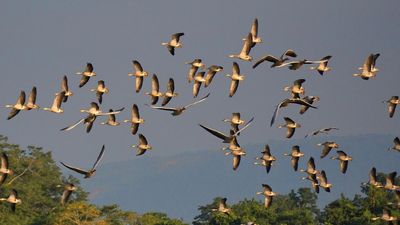 Assam’s Kaziranga National Park records 27% increase in waterbirds