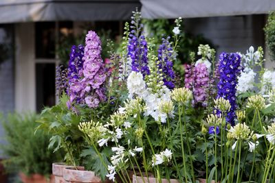 The 5 Best Flowers to Sow in January for a Spectacular Backyard Through Spring and Summer