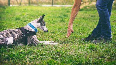 Expert reveals six mistakes dog owners make that'll you want to avoid when training — and number three really surprised us!