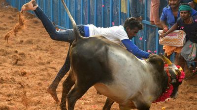 How Thatchankurichi village opened the first Jallikattu of the new year