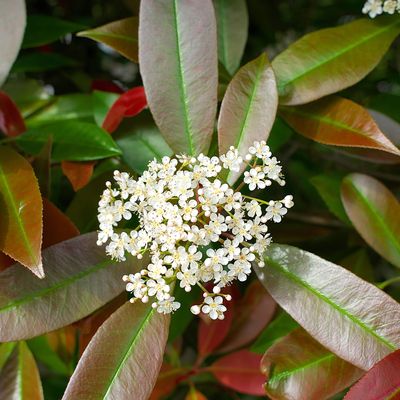 When to prune photinia – an expert guide to keeping your hedge looking its best