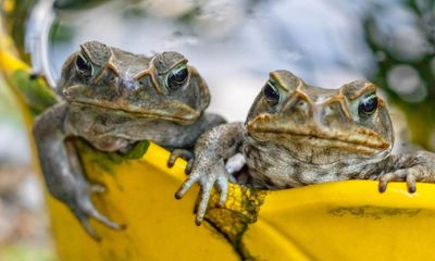 ‘Toadbusters’ take on exploding cane toad population in Queensland with gloves, bucket and torch