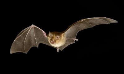 Bats ‘leapfrog’ back to roost to stay safe from predators, study finds