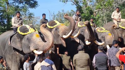 Elephant capture operation resumes in Yeslur forest range