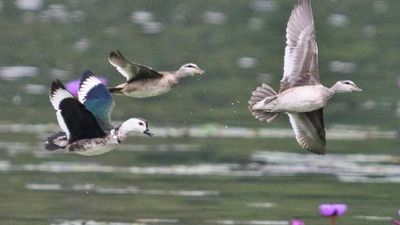 Wayanad wetland survey unveils avian diversity