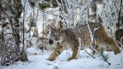 "A rare treat!" – cruise into the weekend with this clip of two Canada lynx padding through deep snow