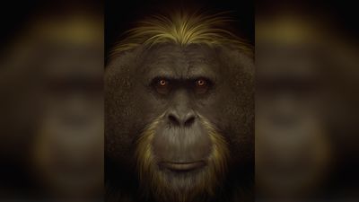Giganto, world's largest ape, went down poor evolutionary path toward extinction