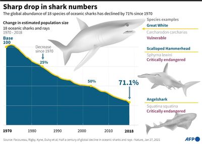 Sharks Killed At Alarming Rates Despite Regulations: Study