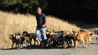Cineverse’s Dog Whisperer Channel Launched On Freevee
