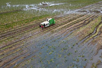 Tesco accepts smaller vegetables in bid to help flood-hit farmers