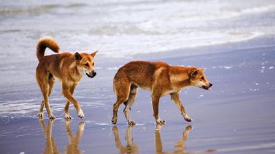 Tracking option raised after dingo bites girl on K'gari