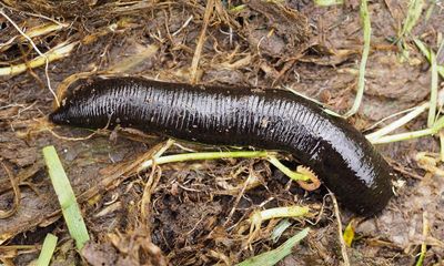 Country diary: Leeches are sinister, insatiable – and more common than you’d think