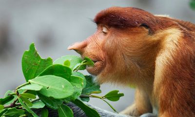 Proboscis monkeys are found only on which island? The Saturday quiz