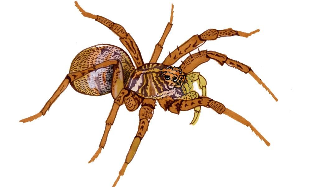 Can spiders get headaches and why do we need ears? Try…